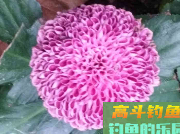 玉米窝料类别与水情鱼情分析，玉米窝料特性与打窝方法