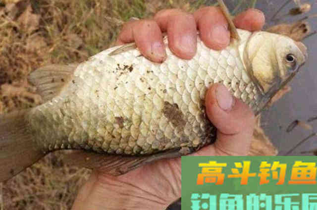 自制的红薯麦粒鲫鱼鲤鱼饵料，效果好上鱼块