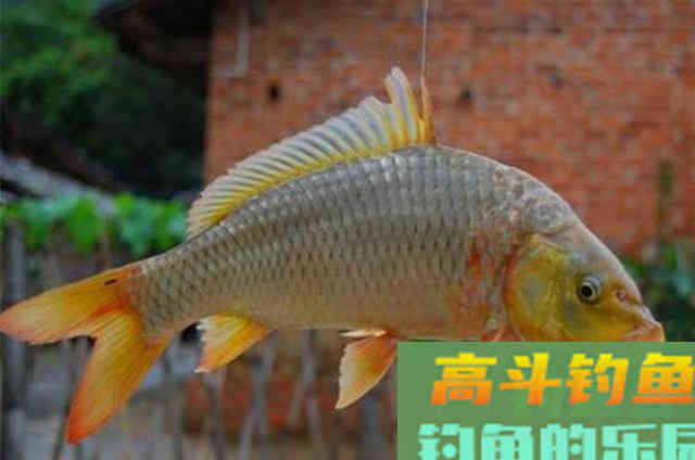 难怪老钓手不想说，原来这鲤鱼饵比小药还管用