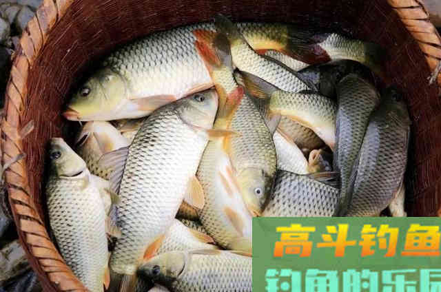 这3种饵曾被吹爆，时隔多年，为何还有人被骗
