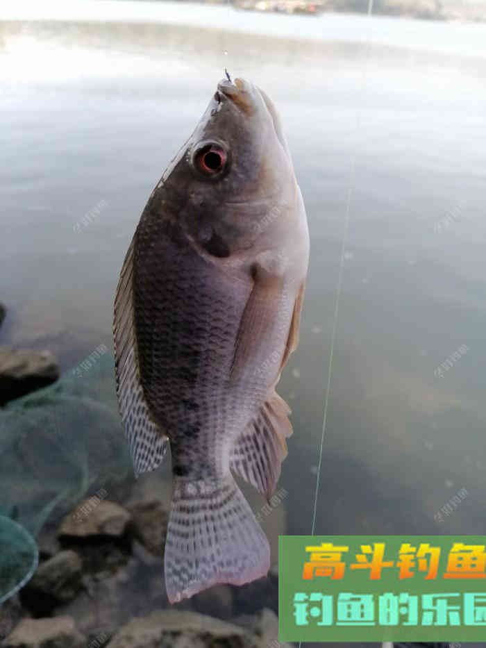春季用蚯蚓钓鲫鱼、鲤鱼、罗非鱼、黄颡鱼的技巧总结