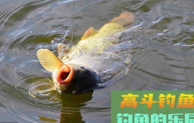 老钓手野钓鲫鱼的窝料秘方，有3个秘诀，别说用了你不信
