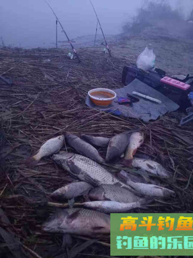 辽河海竿钓鲤鱼多年，玉米面最好用，附糟食饵配制步骤