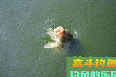 春季野钓怎么根据对象鱼来打窝？