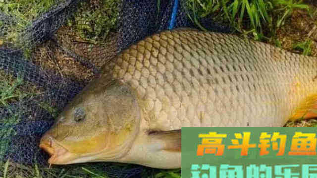 6款作钓鲤鱼的饵料，身边的材料钓鱼效果极好