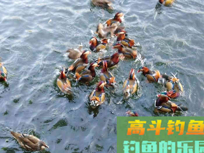 自制钓鲫鱼酒小米的几个误区，可帮助你钓获大鲫鱼