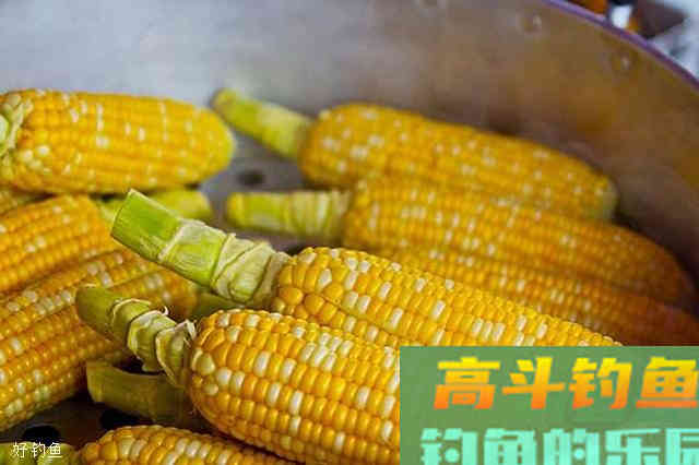 用玉米棒打窝钓鱼的方法及注意事项