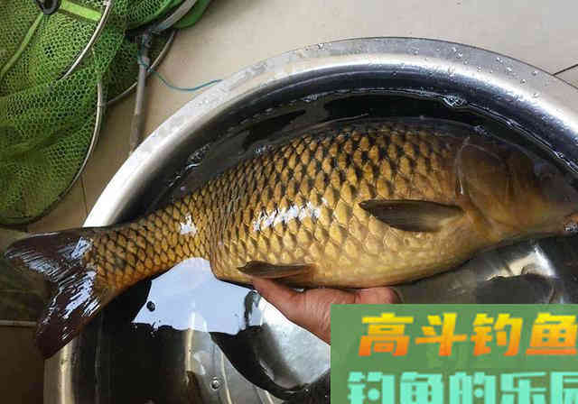 分享1套珍藏多年的窝料配方，基本通杀所有淡水鱼
