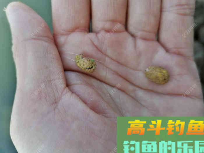 钓鱼从饵料味型分析，如何搭配，讲透基础饵和主攻饵