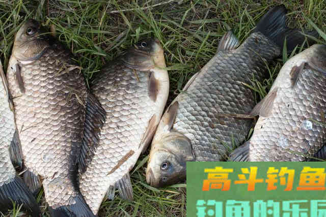 这款自制饵料专钓大鲤鱼，每次一小盆，从未失手过