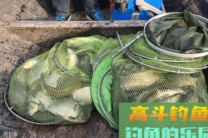 窝料随手一扔就完事?分享一下个人的打窝经验