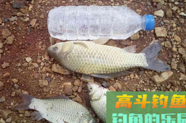 五月刚到，我就只服这鲫鱼饵，一周连用三次都不够