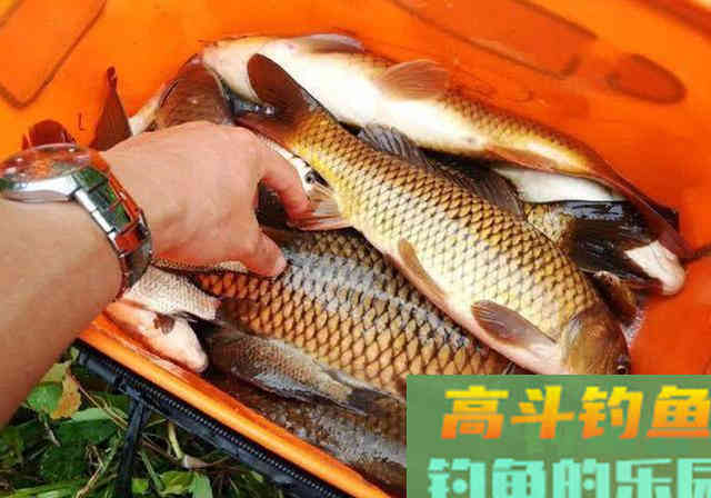 夏季打窝诱鱼不理想，那就试试这款鸡粪窝料