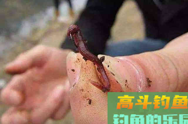 冷天钓鱼时，使用蚯蚓与红虫饵的一些优缺点