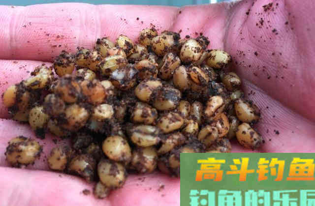 避小鱼钓大鱼，手窝两用的粮食饵，麦粒的制作和应用