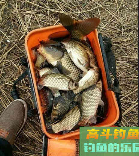 冬季钓鱼该怎么开饵，有什么料搭配教程