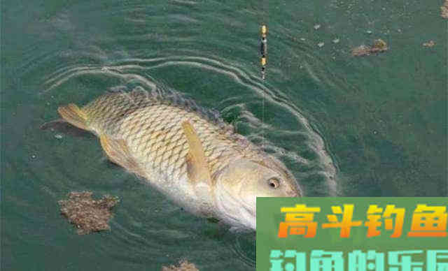 药酒窝料诱鱼，制作配方详细教学，野钓50斤大鱼