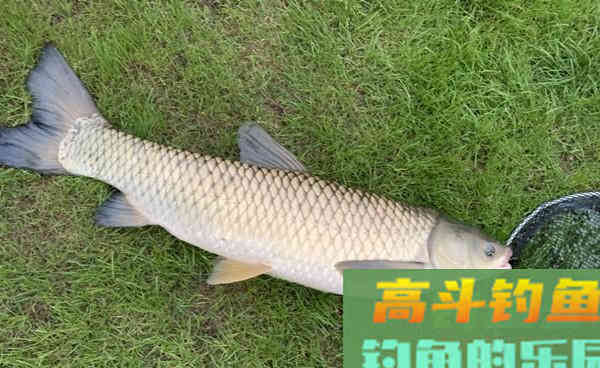 秋季使用这些自制饵料，专门为草鱼和鲤鱼准备