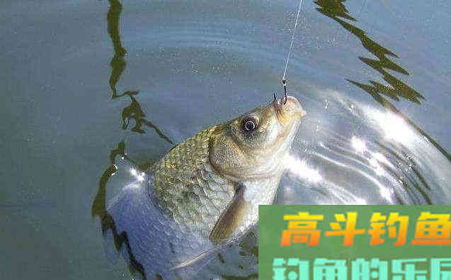 如何控制饵料的雾化速度与状态？在这里讲明白