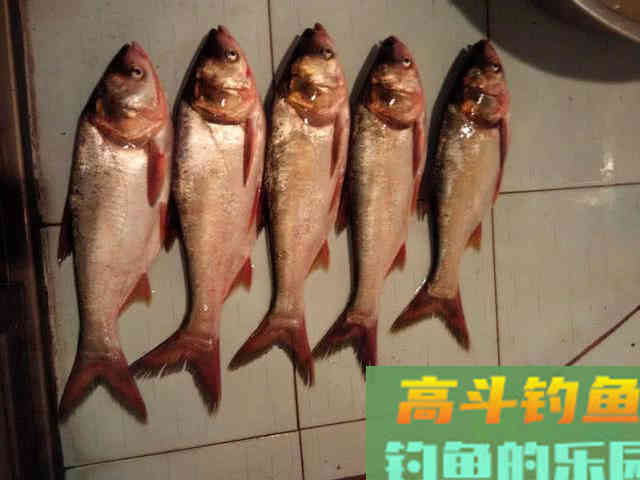 用自制饵料钓鲢鳙，这鱼一来一群，钓不散