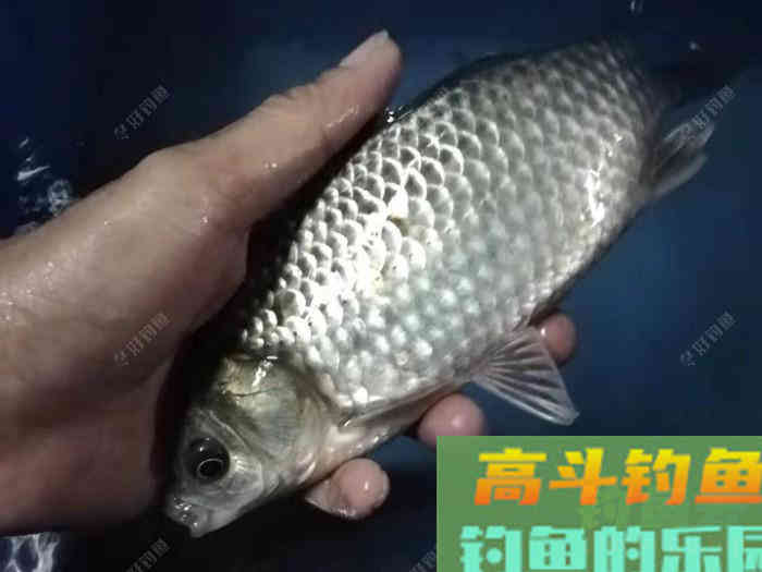 钓鱼从饵料味型分析，如何搭配，讲透基础饵和主攻饵