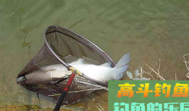 鲜玉米和老玉米，发酵的和泡制的，用起来有什么区别么