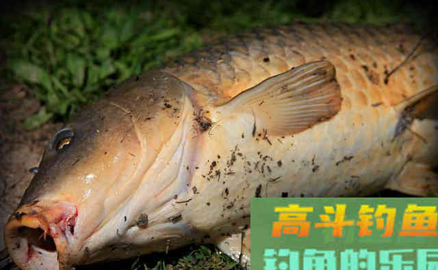 为什么螺鲤钓不到鱼？最基本的饵料搭配都不对