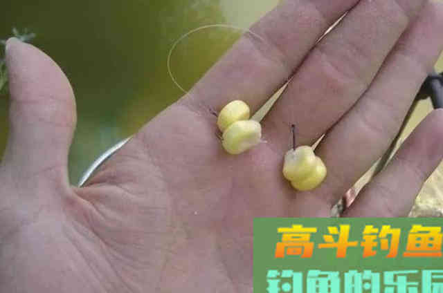再一次提醒：热天用我这鲤鱼饵