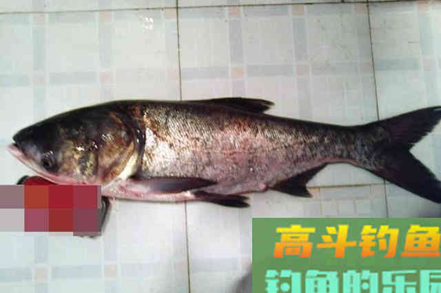 钓鲢鳙的珍藏饵料一套，只要用对方法就能钓好