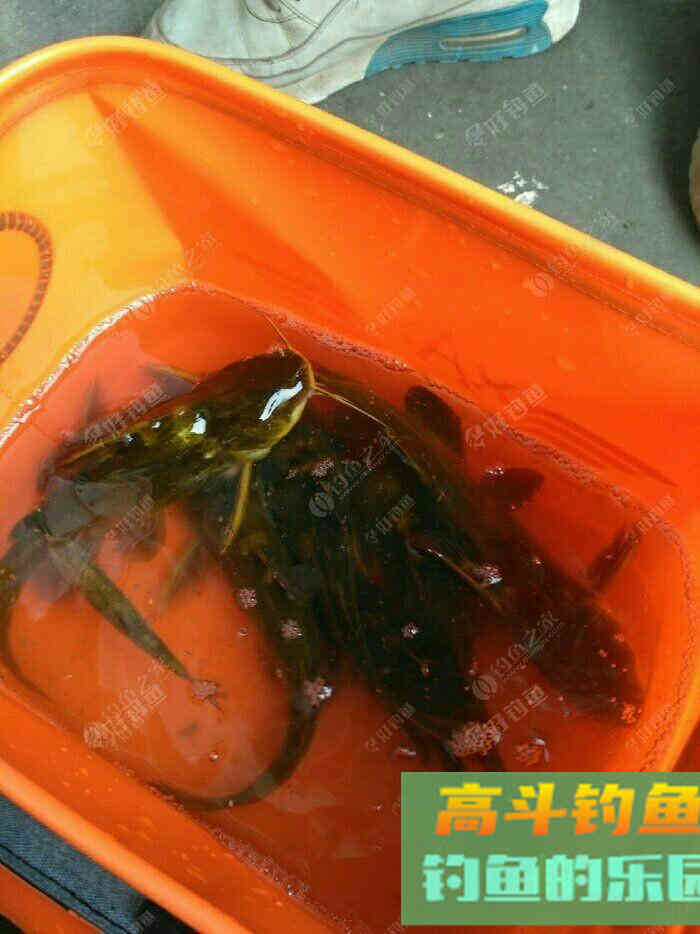 浅谈我的多种蚯蚓养殖方法