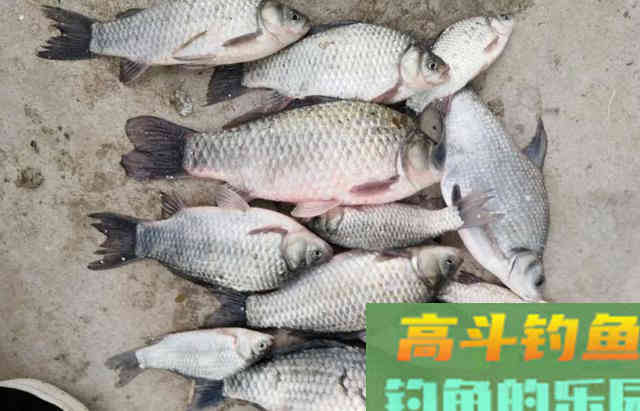 土到掉渣的饵料也能钓好鱼？