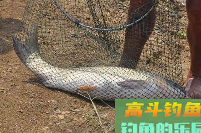 钓鱼用饵太烧钱？那是你不知这5种天然饵
