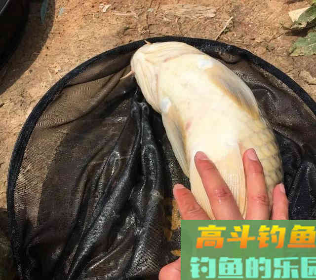 钓鲤鱼别总是用玉米，试试这种饵，廉价又有效