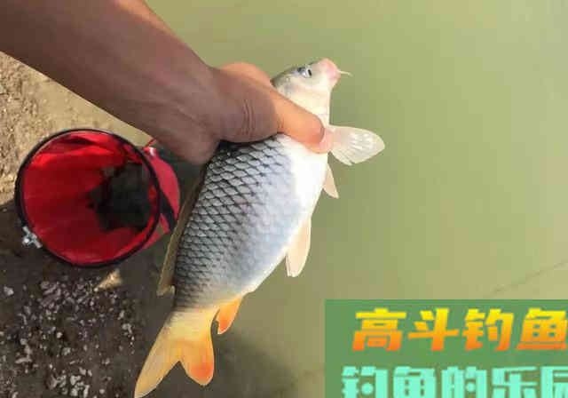 它被垂钓界公认的万能饵，玉米