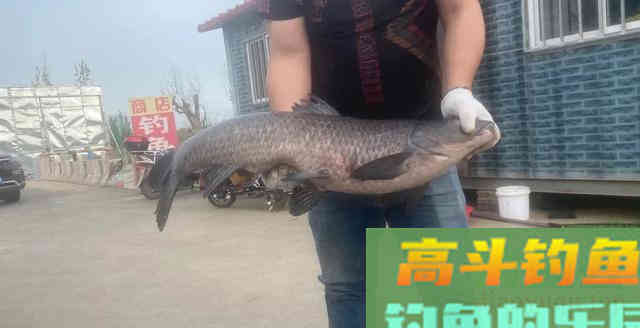 作为钓鱼人你必须知道四季鱼情小药搭配
