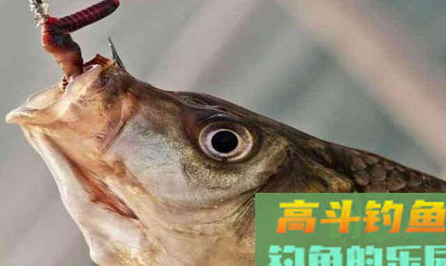 只用蚯蚓垂钓不上鱼，试一试面饵，做成蚯蚓伴侣
