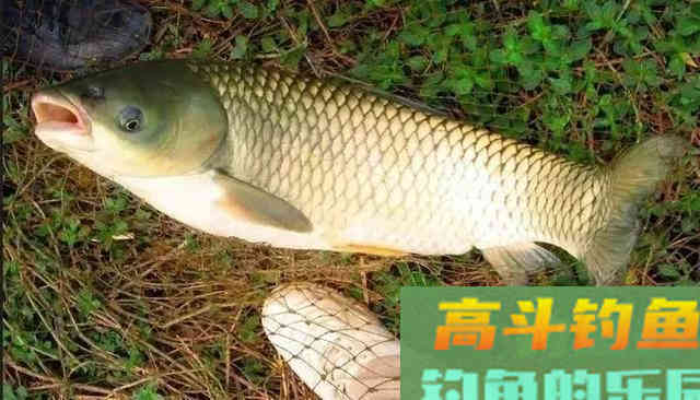 冬季要用腥，你说的是哪种腥？腥饵的种类