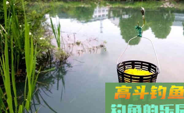 秋意浓桂花香，自制桂花酒米，四季通用，狂拉大鲫鱼