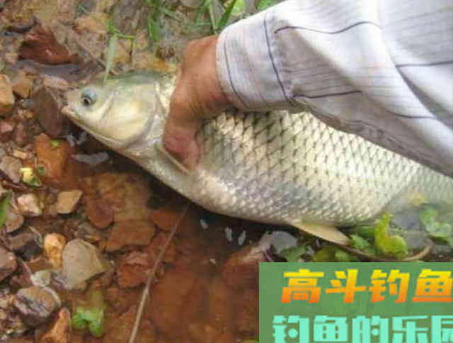 自制窝料钓鱼，用玉米粒野钓10斤鲤鱼，还有野生大草鱼