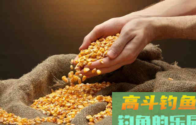 商品饵料不好用？几款专鲫鱼饵料，随意选择也爆护