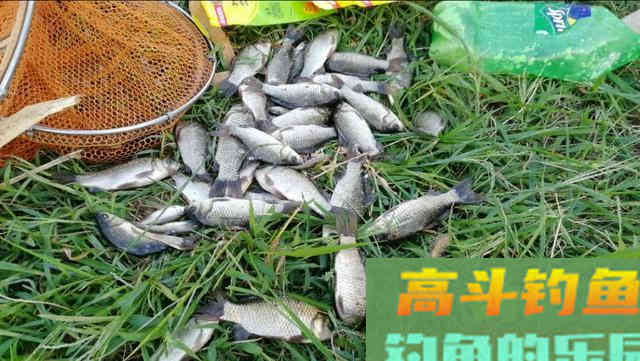 学会这样自制酒米，以后再也不用靠买了，实惠还好用