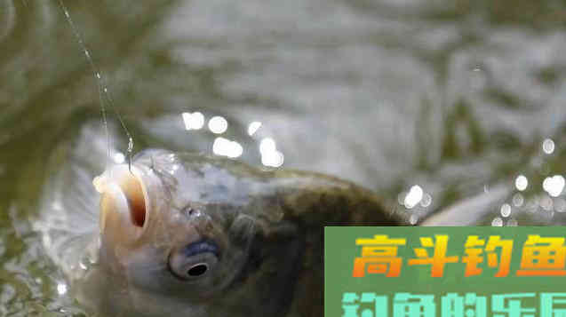 藿香正气水泡制酒米的配方走红了，是真有奇效吗