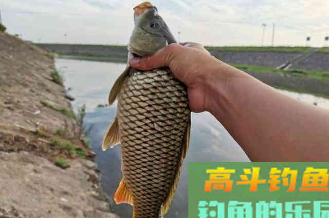 这诱钓绝学我偷偷用了20年，现在想想都来劲