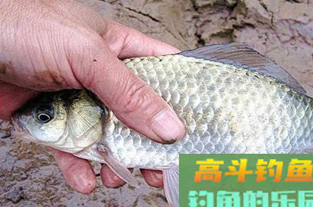 钓了三十年鲫鱼，不料这特效饵比小药还管用