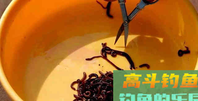用好饵料才能多钓鱼，想多钓鱼的钓友，请收下这些用饵心得