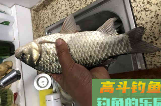 野外钓鱼，制作最简单的诱鱼窝料，钓获野生大板鲫鱼和鲤鱼