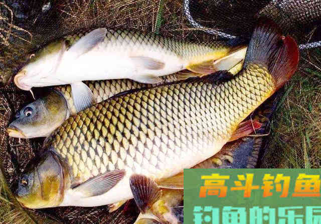 钓鱼小药制作配方分享，做法简单，专攻大鲫大鲤