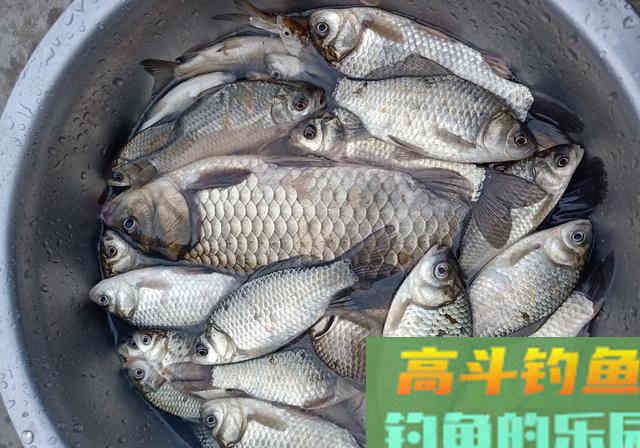麝香酒米诱鱼，钓获一条3斤巨型鲫鱼，30条大板鲫鱼