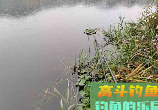 同样是酒米打窝，只因多加了2把黄泥就多钓几条