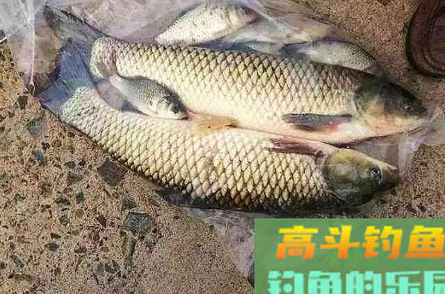 8月钓大草鱼的强效饵，推荐与使用方法